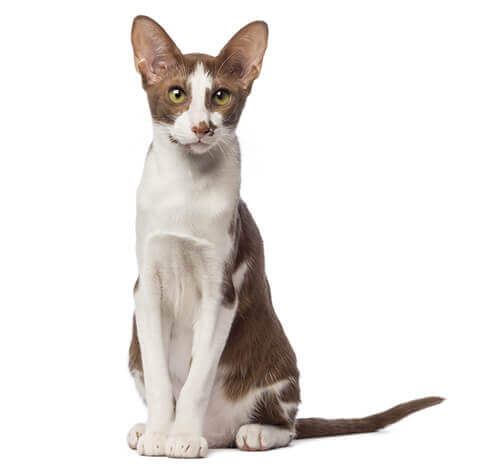 Oriental Short Hair Cat Breed Information | Purina